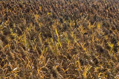 Strip of reed