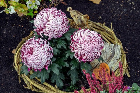 Grave decoration with garden chrysanthemums
