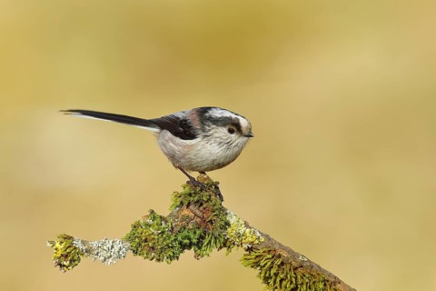 Long-tailed tit