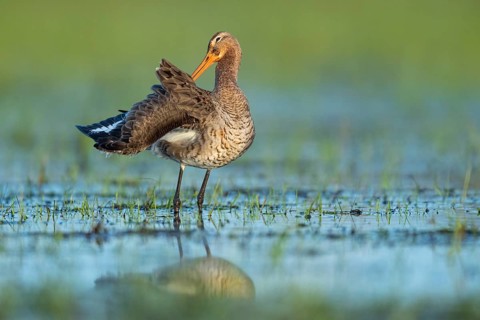 Black-tailed Godwit