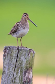 Common Snipe
