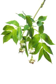 European bladdernut