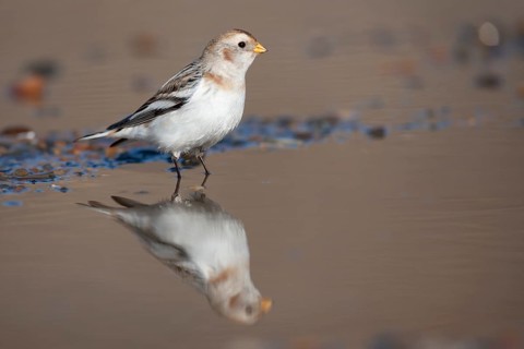 Snow bunting