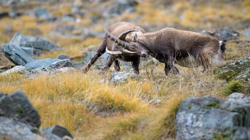 Alpine ibex