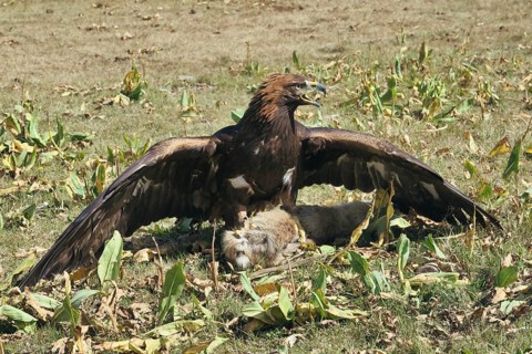 Golden Eagle