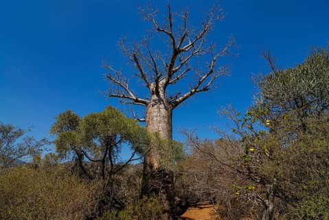 African Baobab -Adansonia digitata