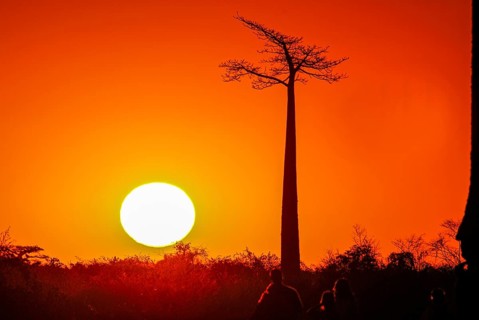 Backlight of the Avenue de Baobabs at sunset near Morondavia