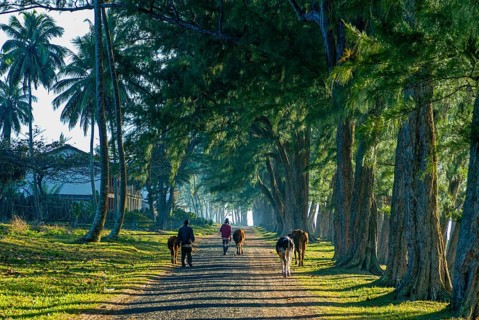 Man walking through the artifical planted tree line