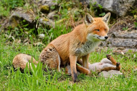A red fox