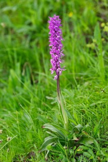 Early purple orchid