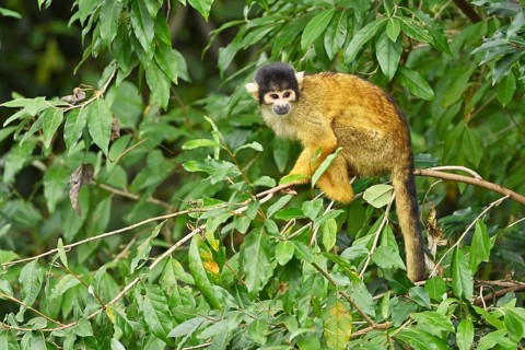 Black-capped squirrel monkey