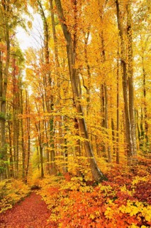 Forest path through discoloured copper beech