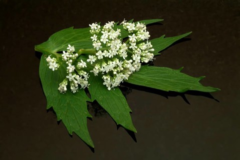 Valerian
