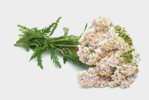 Common yarrow