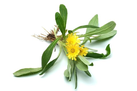 Lesser hawkweed