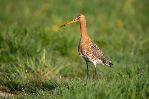 Black-tailed Godwit