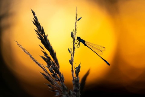 Blue-tailed damselfly