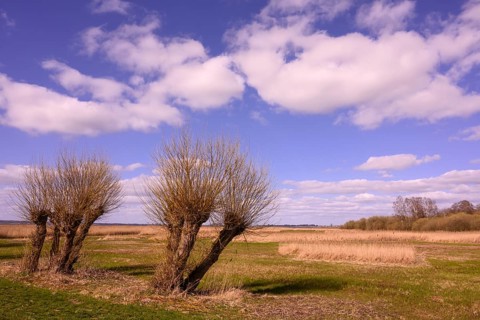 Pollarded willows on the shore of Lake Duemmer