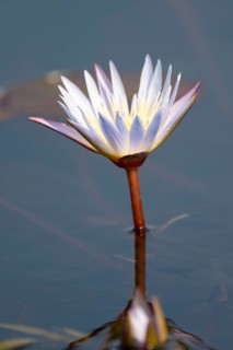 Water lily