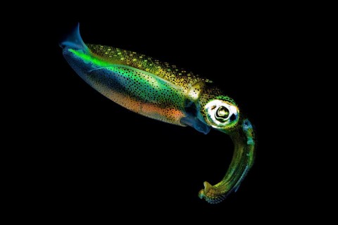 Night photograph of european squid