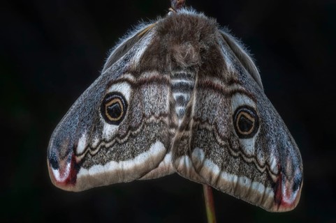 Female small emperor moth