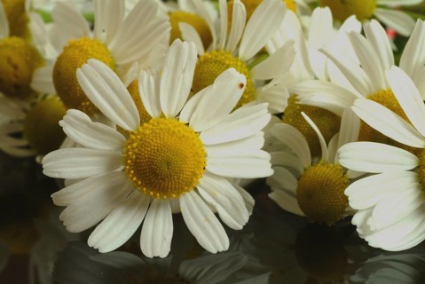 Medicinal plant Chamomile