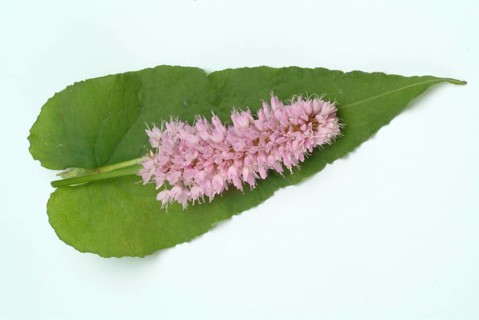 Medicinal plant Meadow knotweed