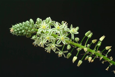 Medicinal plant genuine sea onion