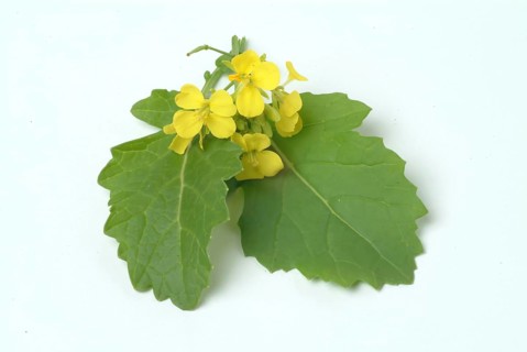 Black mustard