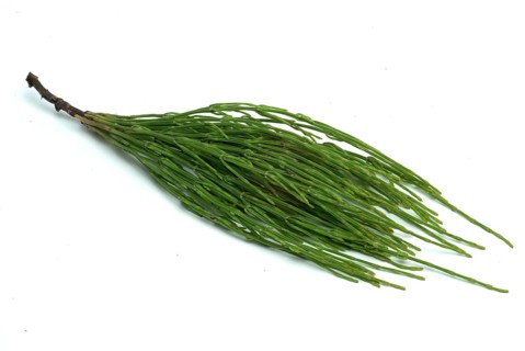 Field horsetail