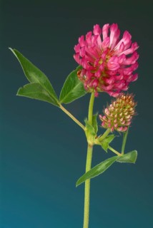 Meadow clover