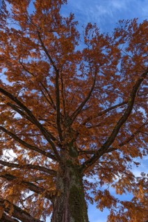 Autumn colouring of a locusts