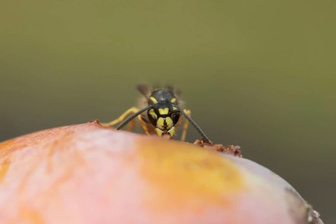 Common wasp