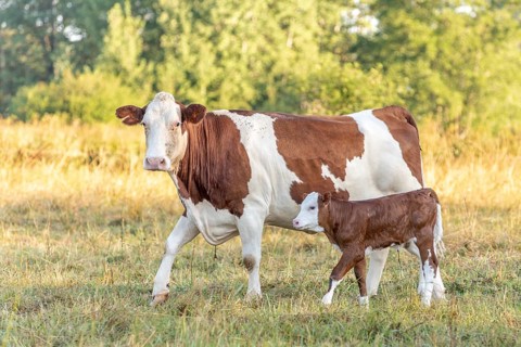 Cow with her calf. Cows in the pasture in the morning. Montbeliarde cow in the Jura. France
