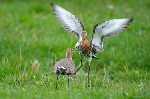 Black-tailed Godwit