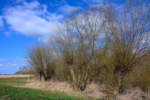 Pollarded willows on the shore of Lake Duemmer