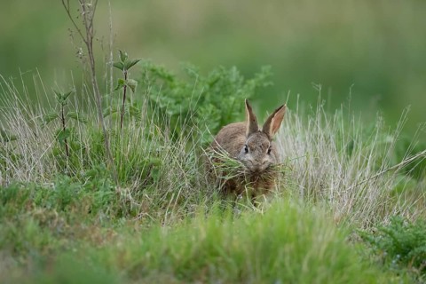 Rabbit