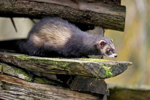 European polecat