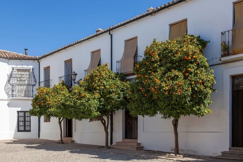 Pomeranian trees in the old town of Ronda