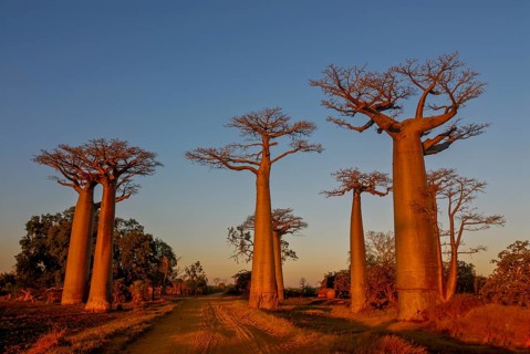 Avenue de Baobabs at sunrise