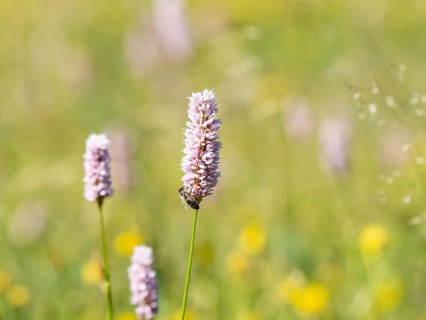Meadow bistort