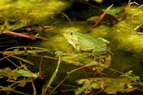 Green frog