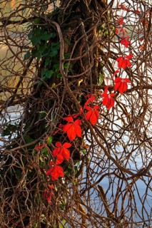 Branch of red discoloured ivy on tree trunk