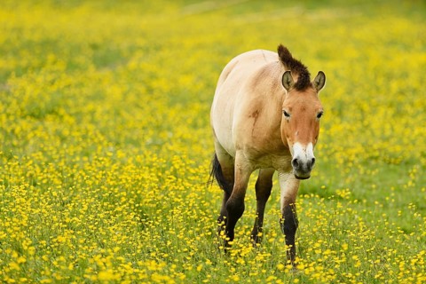 Przewalski's horse