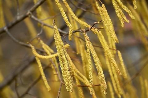 Common hazel