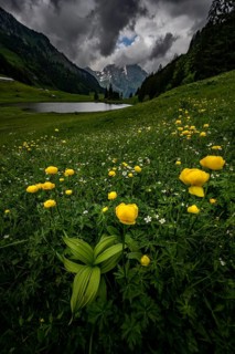 Globeflowers