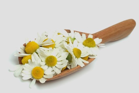 Medicinal plant Chamomile