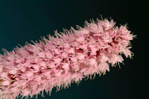 Medicinal plant Meadow knotweed