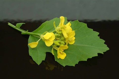 Black mustard