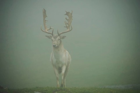 Damhirsch